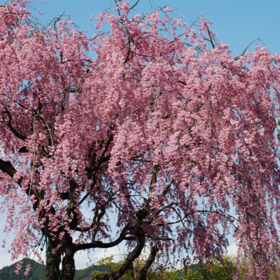 桜花爛満　たいめいる2012年4月号