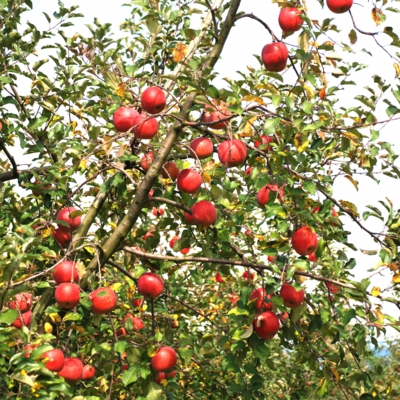 収穫の秋を感じるりんご園　たいめいる2012年10月号