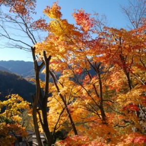 高山市奥飛騨の紅葉　たいめいる2012年11月号