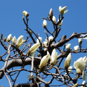 天に向かって咲く白モクレン　たいめいる2013年3月号
