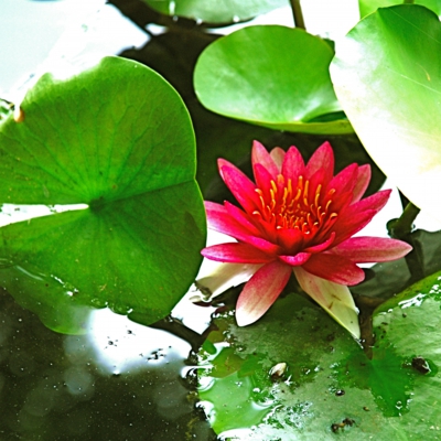 徳川園の池に漂うスイレンの花　たいめいる2013年7月号