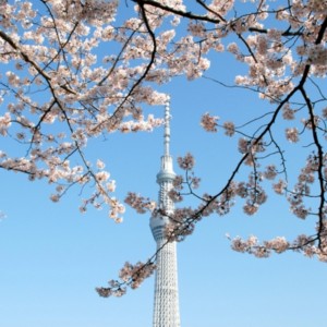 隅田公園からの桜の花　たいめいる2014年4月号
