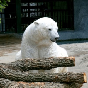 旭山動物園のホッキョクグマ　たいめいる2014年11月号