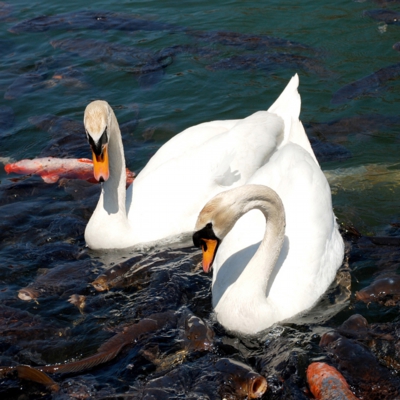 松本城のお堀にて鯉と白鳥　たいめいる2014年12月号